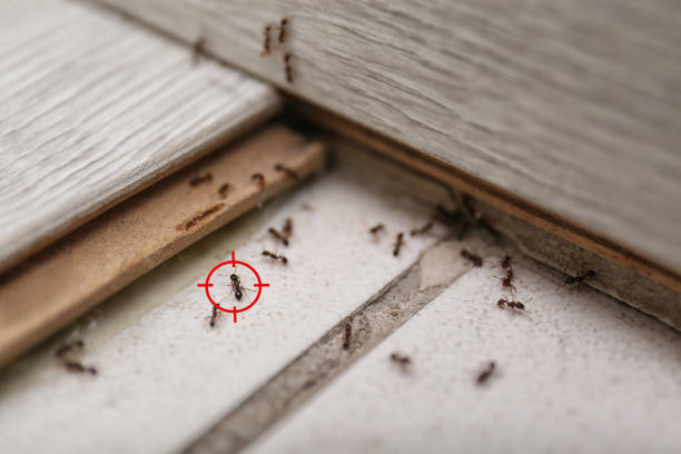 Best Pest Control for Restaurants  in Howard Lake, MN