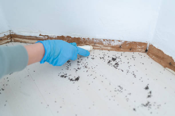 Best Affordable Pest Control Services  in Howard Lake, MN